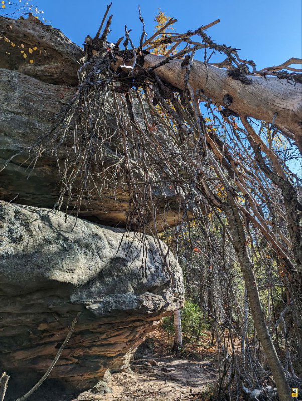 Корни и ветви свисающие над каменной нишей, детали коры и плиты под ними, крупный план взаимодействия дерева и скалы.