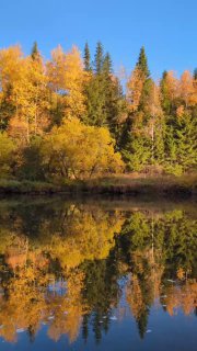 Осенний берег Усьвы с плотной растительностью и яркими лиственными кронами, отражающимися в тёмной и спокойной воде реки.