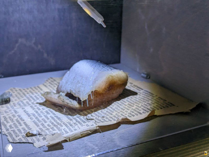 Выставочный экспонат с съедобным подарком учительнице — солёной сельдью на бумаге; музейная витрина показывает бытовую сторону школьной жизни.