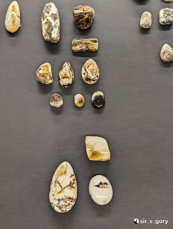 Коллекция полированных кусочков янтаря различных форм и размеров, аккуратно расставленных на тёмной плоскости витрины.