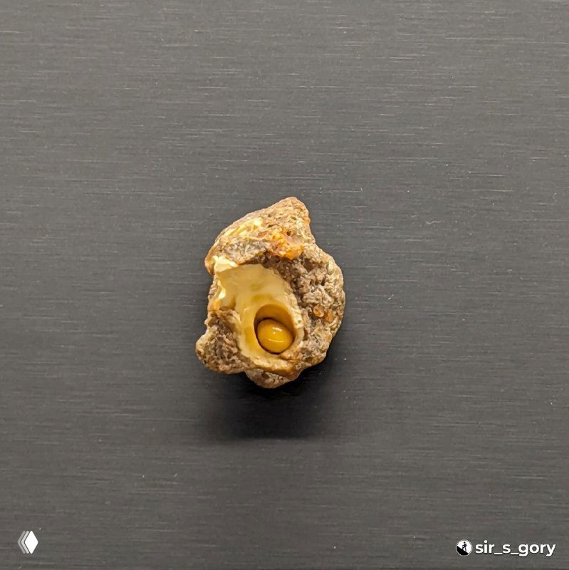 Небольшой кусок янтаря с заметным включением на тёмном фоне — музейный экспонат, демонстрирующий органическое включение.