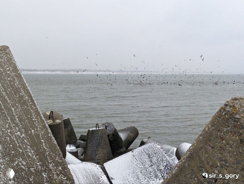 Бетонные тетраподы на волнорезе и стая чаек над морем: морозный берег, птицы и холодная Балтика в динамике волн