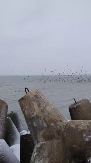 Вертикальная фотография тетраподов и моря: узкий фрагмент волнореза, пролетающие стаи чаек и серая зимняя даль