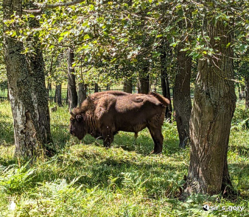 Питомник зубров: усыновление Мухомора и тропа к зубрам