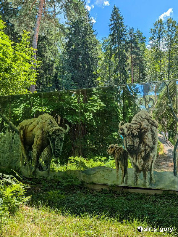 Отражение витрины с изображением зубров и реального леса за стеклом в экспозиции питомника, композиция с зелёным фоном и деревьями.