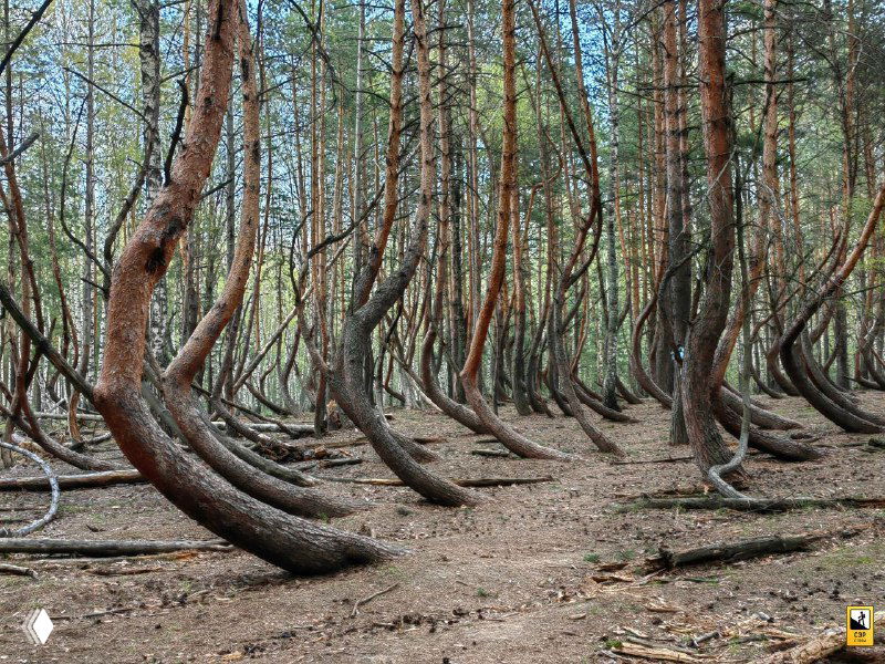 Крупный план корневых изгибов и нижних частей стволов сосен в 'Пьяном лесу', видна текстура коры и сухая лесная подстилка.