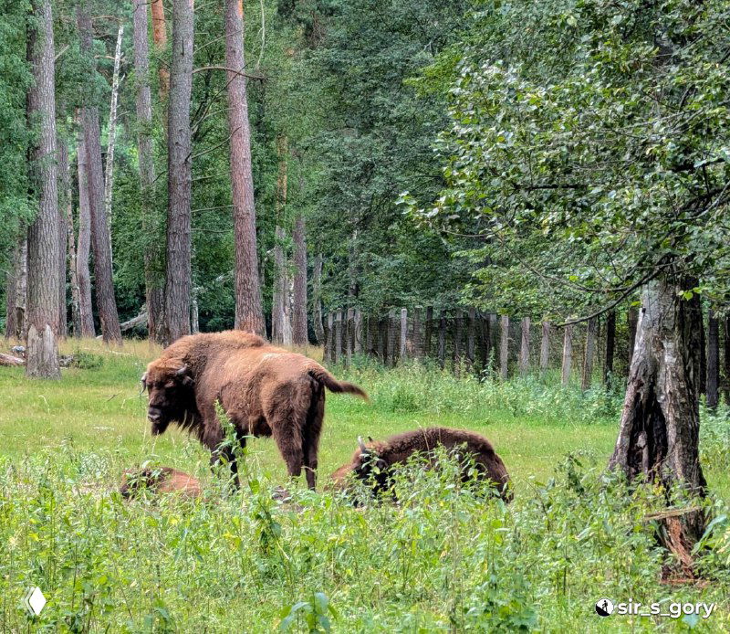 Группа зубров на травяной поляне питомника, взрослый зубр и небольшое молодое животное рядом, зелёный лесной фон и проволочная ограда.
