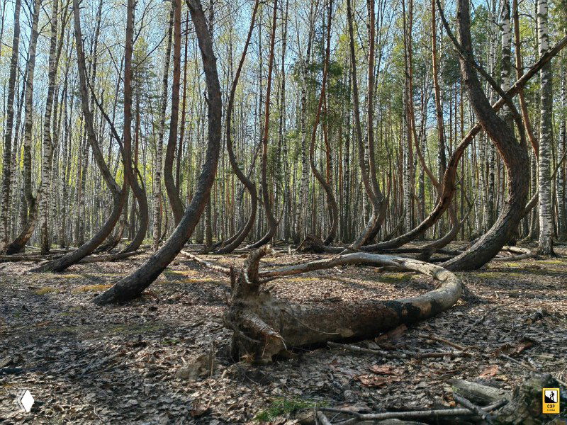 Кадр с несколькими вытянутыми и согнутыми стволами, некоторые деревья образуют дуги и круги на лесной почве, видна сухая листва.