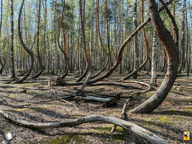 Дальний план 'Пьяного леса' с множеством одинаково изогнутых сосен, видна повторяемость формы и лёгкая несимметричная композиция.