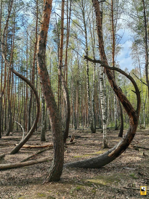 Вертикальный ракурс на несколько высоких сосен с изогнутыми основанием стволов, сквозь кроны пробивается голубое небо.