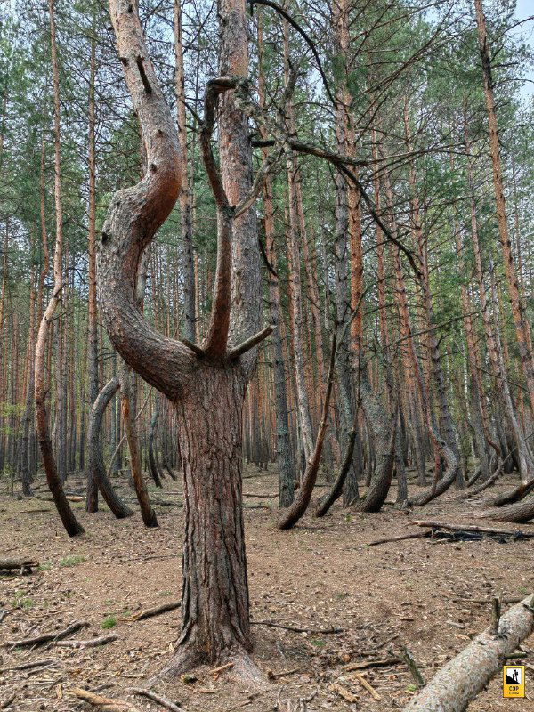Фото центрального дерева в 'Пьяном лесу' с относительно прямым стволом, окружённого рядом сильно изогнутых сосен, создающих контраст.