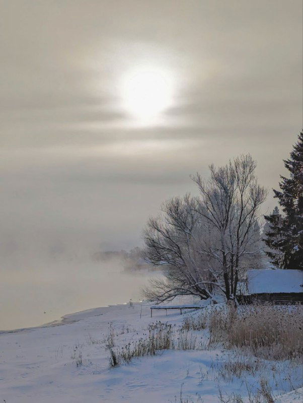 Туманная заснеженная береговая линия реки или озера ранним утром; приглушённые тона, мокрый лёд и силуэты хвойных деревьев на фоне низкого солнца, зимний пейзаж.