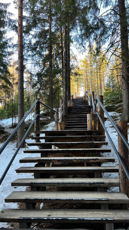 Широкие деревянные ступени подъёма по тропе на Паасо, вид вверх по лестнице среди деревьев и холодного света дня.