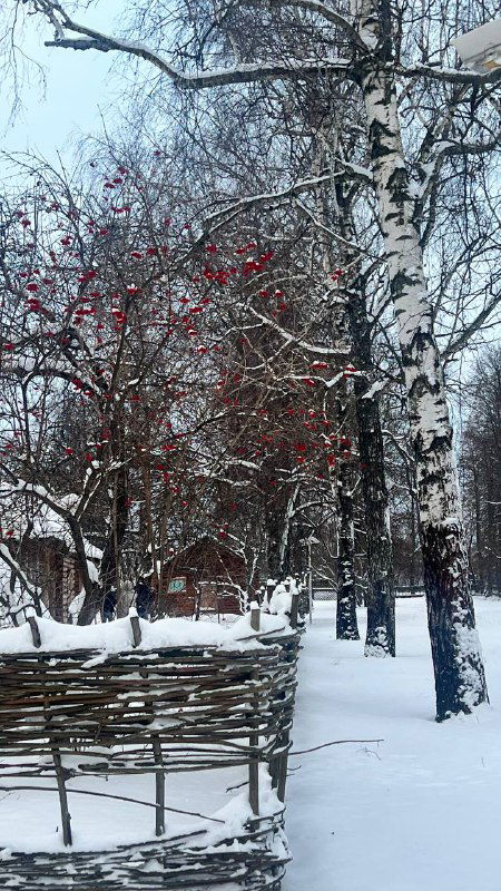 Берёзовая аллея и традиционная ограда в снегу; на ветках видны красные ягоды, создающие контраст на белом фоне.