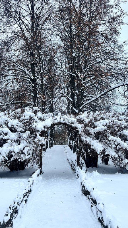 Снежная арка из кустов и дорожка в парке Константиново, создающая камерную, уединённую атмосферу прогулки по саду.