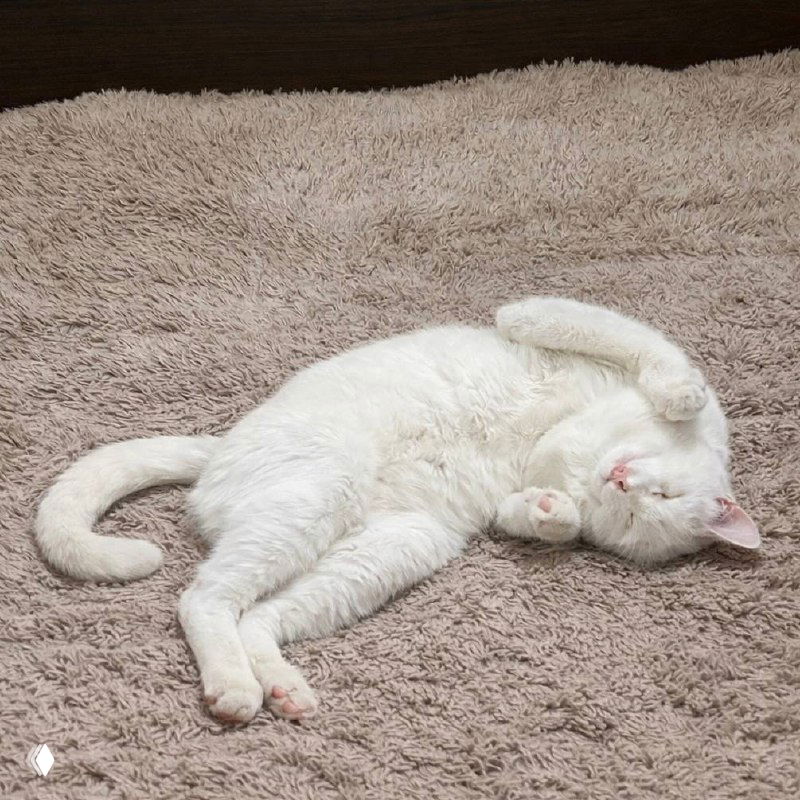 Жена улетела.