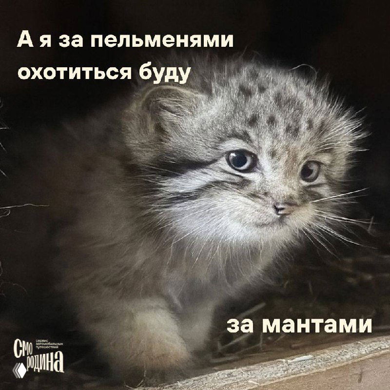 Охота за пельменями, мантами и позами