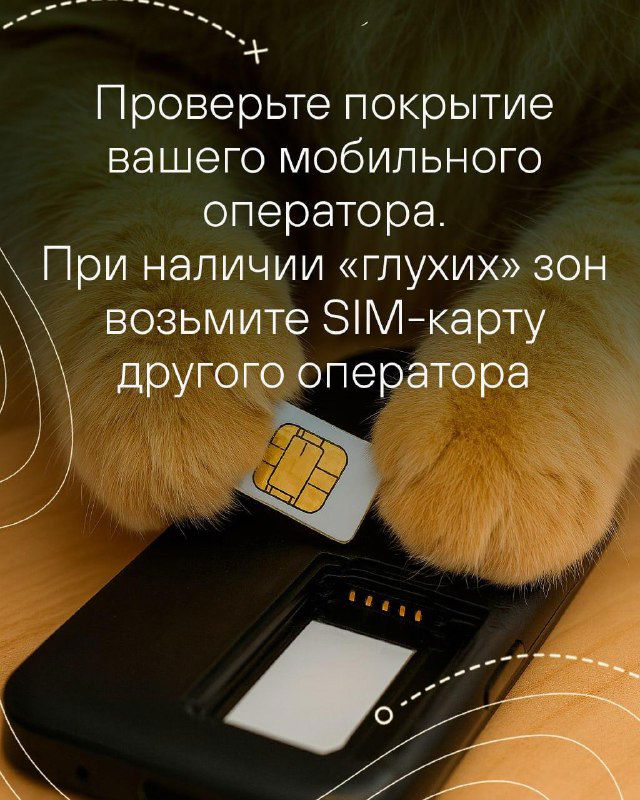 Крупный план кота, держащего SIM‑карту рядом с телефоном — иллюстрация проверки покрытия оператора и при необходимости использования SIM другого оператора.