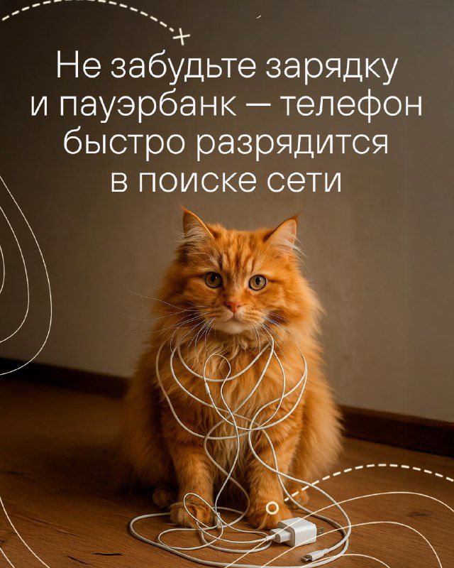 Кот сидит рядом с зарядным устройством и пауэрбанком — напоминание не забывать зарядку и внешний аккумулятор, чтобы телефон не сел при поиске сети.
