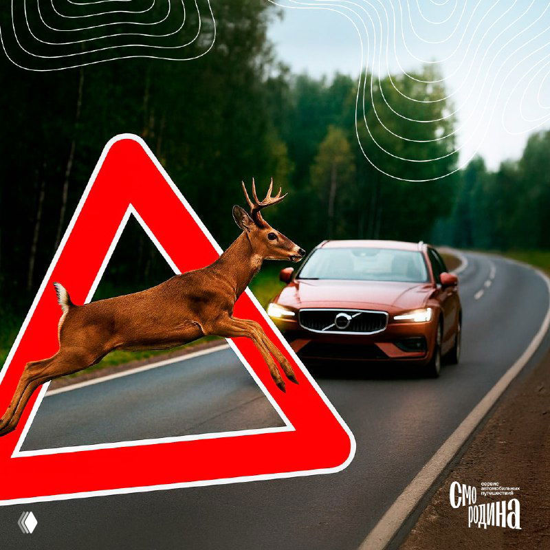 Осторожно, зверь: как избежать встречи на дороге