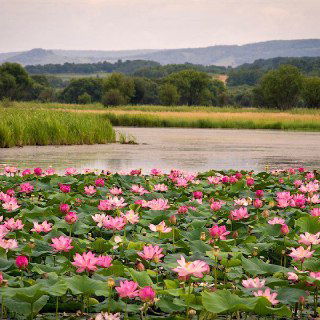 Поля крупноцветущих розовых лотосов на поверхности спокойного озера в Волгоградской области, цветы и плавающие листья на фоне прибрежной растительности.