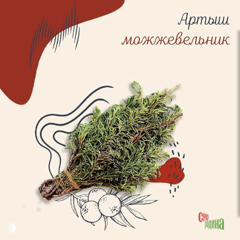 Связка можжевеловых ветвей (артыш) — фотография ароматного традиционного сибирского сувенира на нейтральном фоне с декоративными элементами.