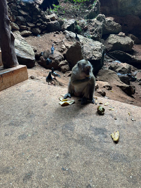 Сидящая обезьяна на камне внутри скалистой или пещерной зоны держит остатки банана, вокруг естественная среда и туристические следы.