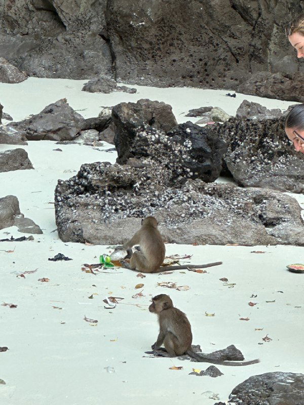 Две небольшие обезьяны на пляже у валунов и ракушек, одна внимательна, другая рядом — сцена дикой природы и взаимодействия с окружением.