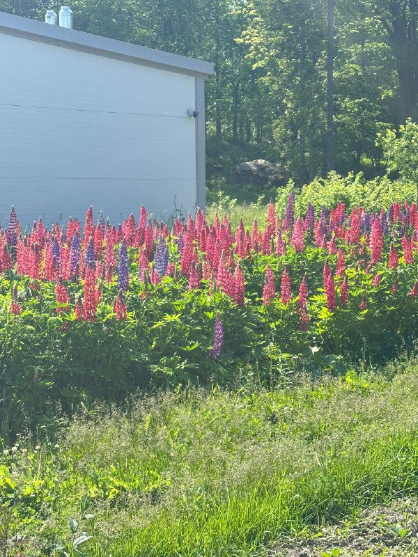 Снимок цветущего сада у здания: яркие розово-фиолетовые цветы на солнечной полянке, зелёная трава и светлые стены постройки на заднем плане в летний день.