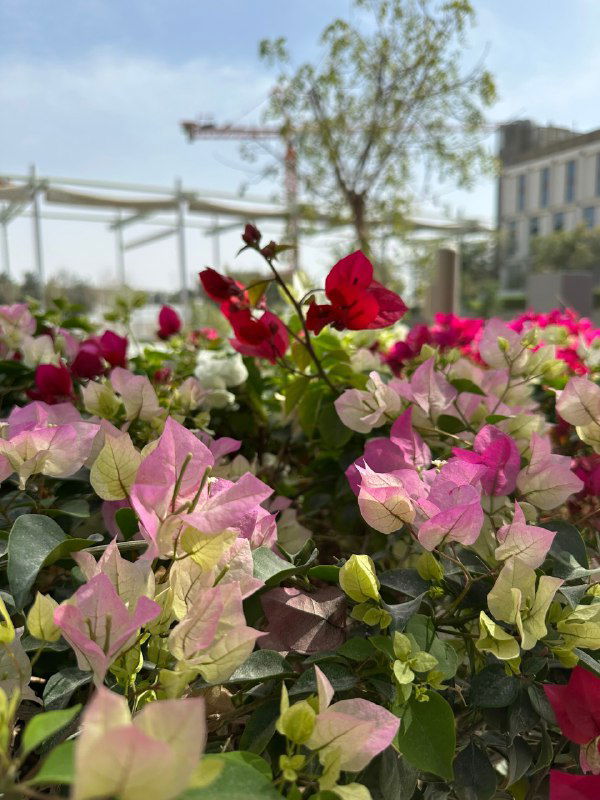 Крупный план ярких цветов (бугенвиллея) на улице; розовые и красные соцветия на фоне городского ландшафта и строительных кранов.