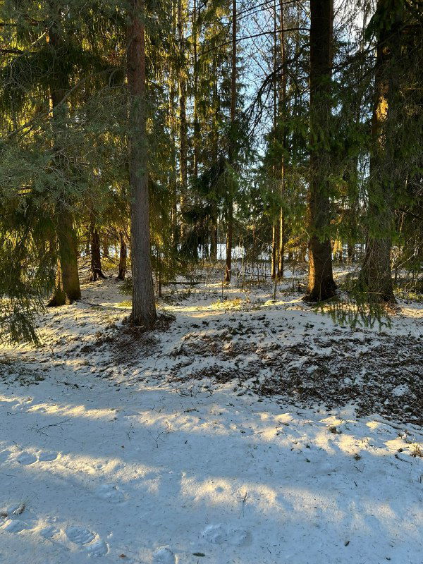 Свет солнечных лучей сквозь сосновый лес, на земле участки тающего снега и тени деревьев, атмосферная лесная сцена ранней весны.