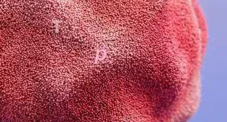 Макро-съёмка розового ворсистого текстиля с мелкой фактурой на ней; нейтральный фон, создающий ощущение мягкости и уюта, ассоциативно с розовым шумом.