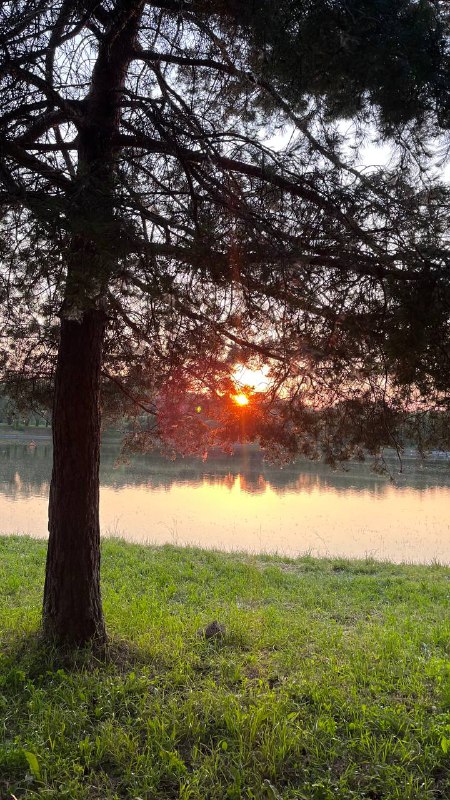 Силуэт дерева на фоне яркого заката над рекой: оранжево-красное солнце, отражение в воде и травяной берег.