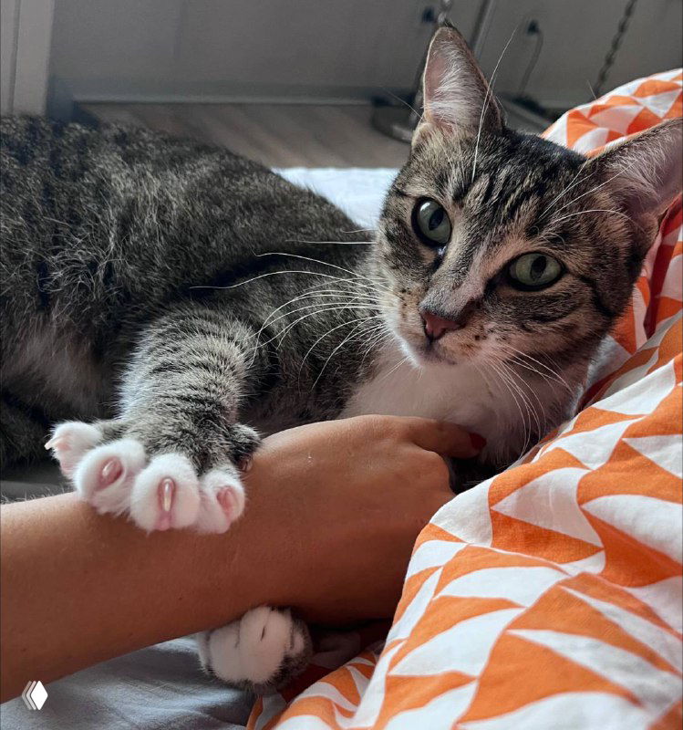 Тест по Придворным! 😈