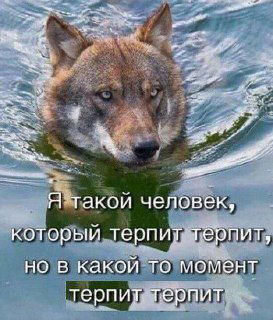 Крупный план волка в воде, мрачный и сосредоточенный взгляд; мем с подписью о терпении и выдержке, иллюстрация устойчивости Жреца.