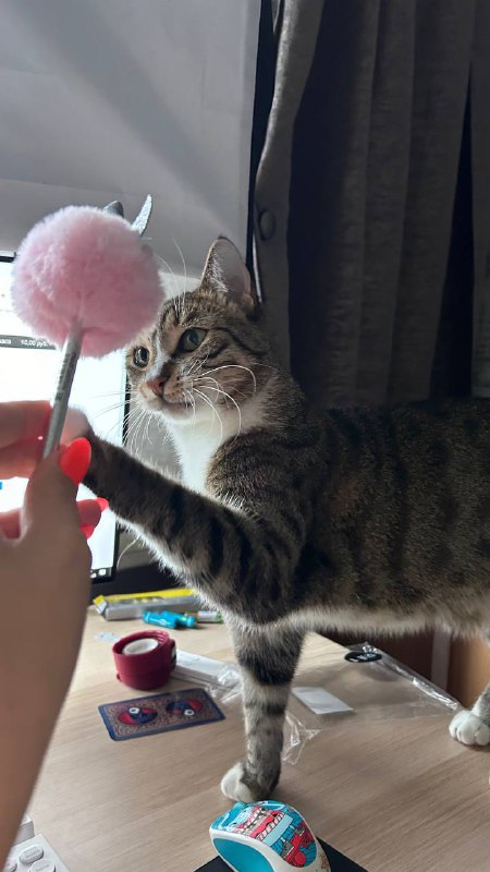 Лучи Миссии. Часть 3.