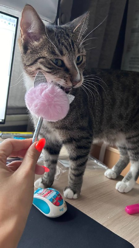 Тот же полосатый кот тянется к розовому помпону и нюхает его на столе рядом с компьютером, показывая домашний, живой контекст поста.