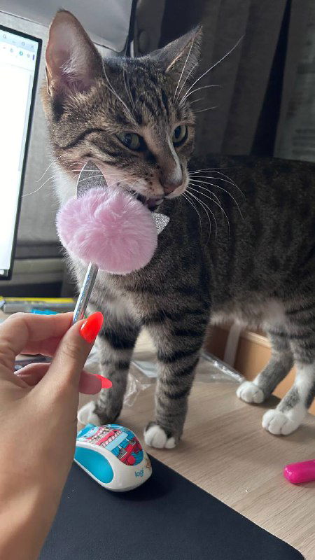 Кот обнюхивает розовый помпон в руке владельца на столе с мышью и ноутбуком; кадр показывает любопытство питомца.