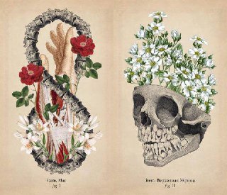 Иллюстративные винтажные анатомические рисунки: череп, цветы и элементы человеческой анатомии, выполненные в научно-эстетическом стиле.
