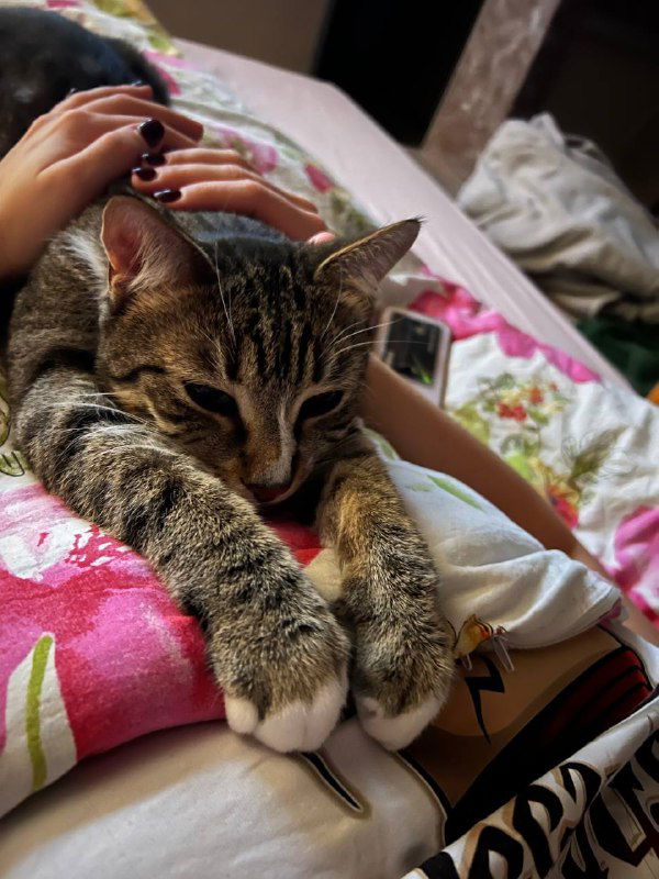 Кот располагается на подушке рядом с руками владельца, на фоне постели видна книжка/телефон — уютная домашняя сцена.