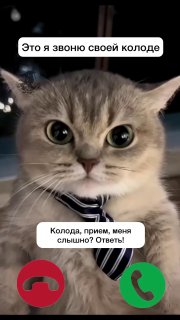 Крупный план серо-бежевого кота в полосатом галстуке; на фото оверлей с текстом «Это я звоню своей колоде» и иконками вызова.