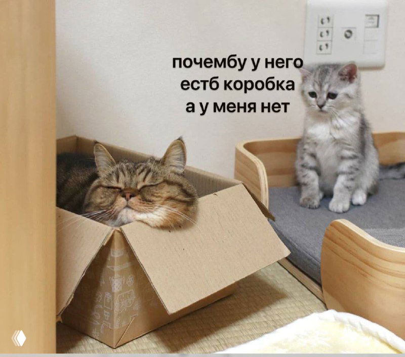 Два кота в комнате: один уютно сидит в картонной коробке, другой рядом; текст-мем «почему у него есть коробка а у меня нет», бытовая сцена с юмором.