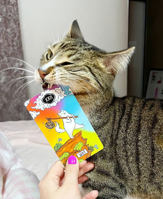 Кот держит в зубах или играет с одной яркой картой, которую держит человек; сцена передаёт игривое взаимодействие питомца и колоды.