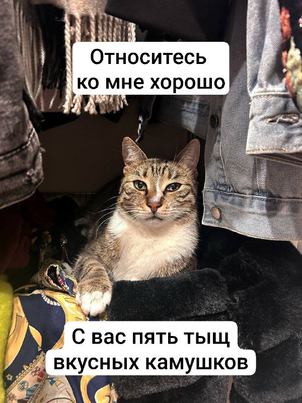 Крупный план кота в шкафу с текстовыми вставками «Относитесь ко мне хорошо» и «С вас пять тысяч вкусных камушков», подчёркивающими игривый тон обсуждения отношений.