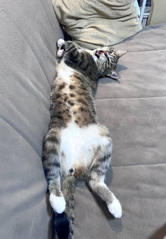 А какой аркан у твоего питомца?