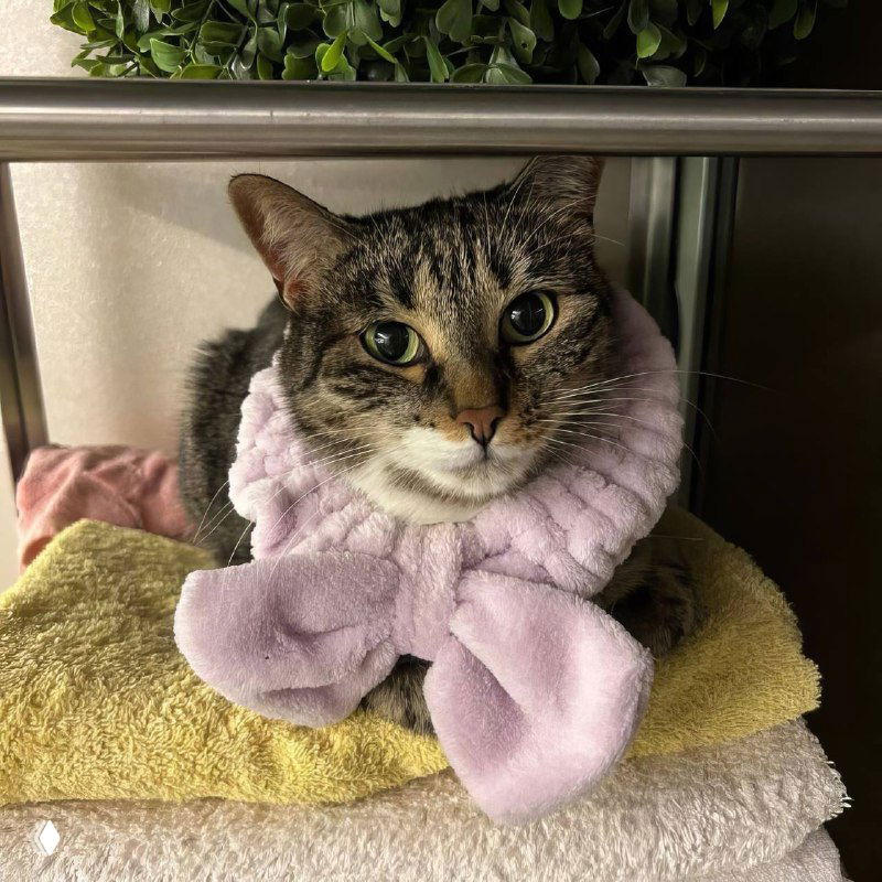 Крупный план полосатой кошки в розовом банте на шее, сидит на стопке полотенец, лицо спокойное, видны усы и большие глаза.