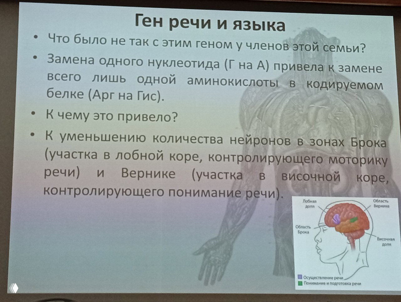 Слайд лекции о мутации и её последствиях для зон Брока и Вернике: замена нуклеотида, снижение числа нейронов и диаграмма мозга.