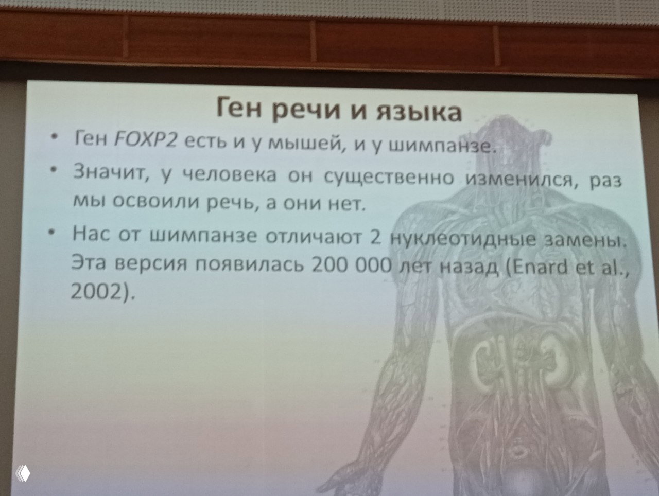 Слайд с тезисом о том, что ген FOXP2 есть у мышей и шимпанзе, но у человека произошли две нуклеотидные замены около 200 тыс. лет назад.