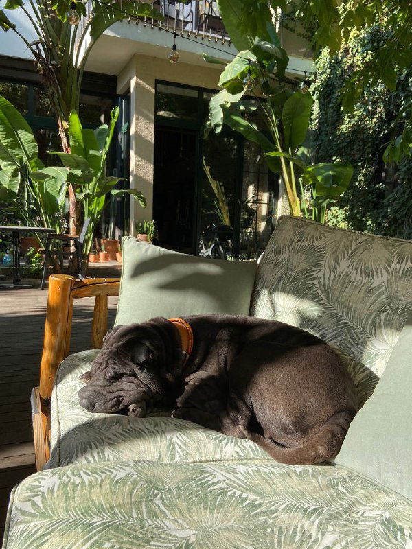 Хозяйский шарпей, лениво отдыхающий на диване в садовой зоне отеля, солнечный луч подчёркивает текстуру обивки и расслабленную атмосферу.