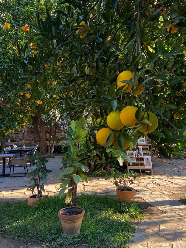 Крупный план зрелых апельсинов и мандаринов на дереве в саду отеля — плоды, доступные гостям прямо с веток в внутреннем дворике.